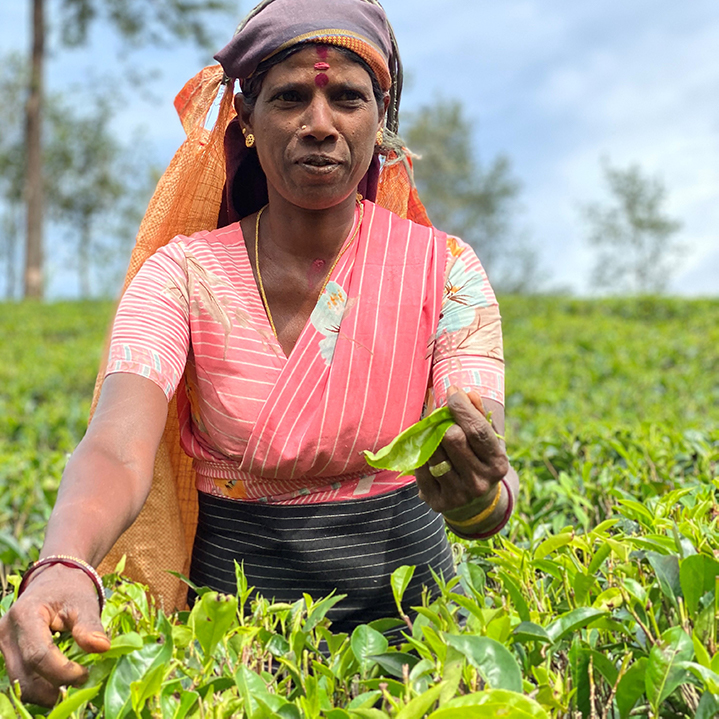 A tea plantation worker near Nuwara Eliya in central Sri Lanka