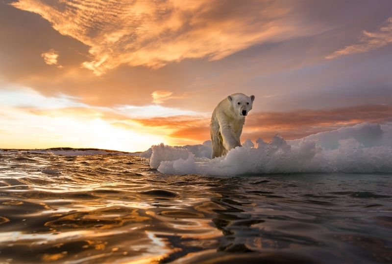 Image of polar bear on iceberg.