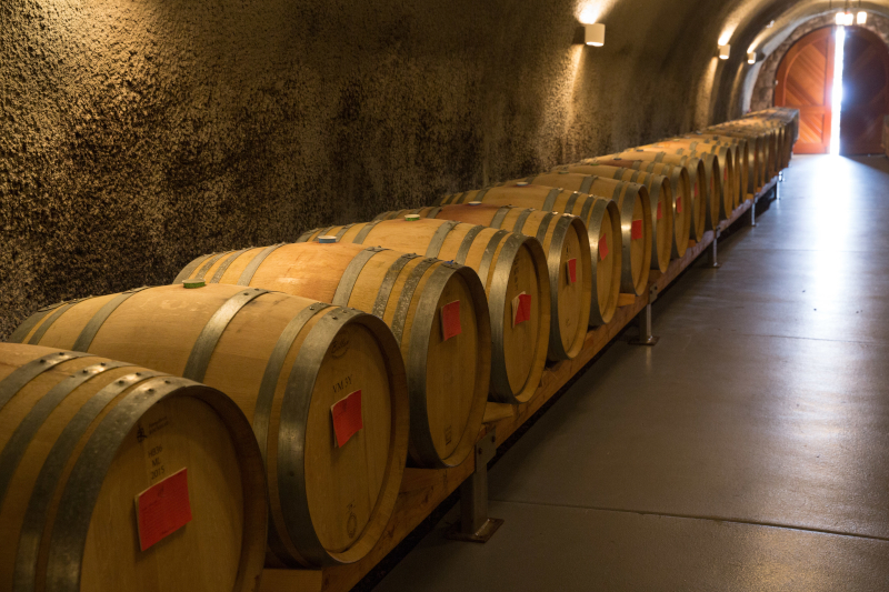 A number of wine barrels lined up in a cellar