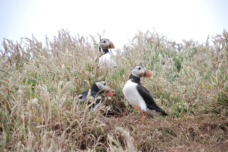 Puffins on Skomer Island.