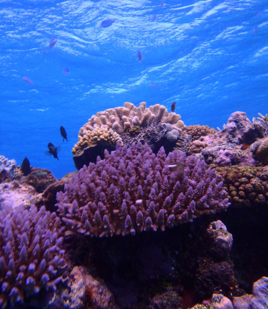 coral underwater