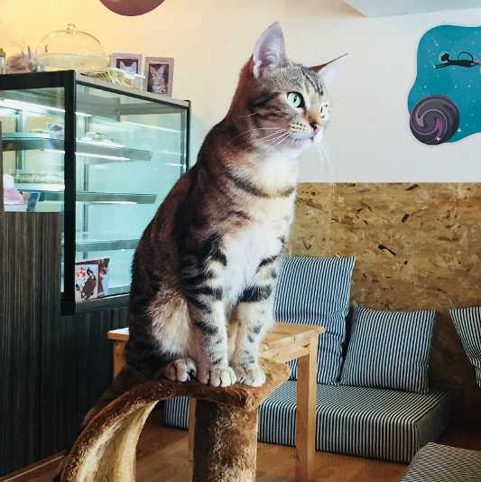 Cat at Catmosphere Cat Cafe