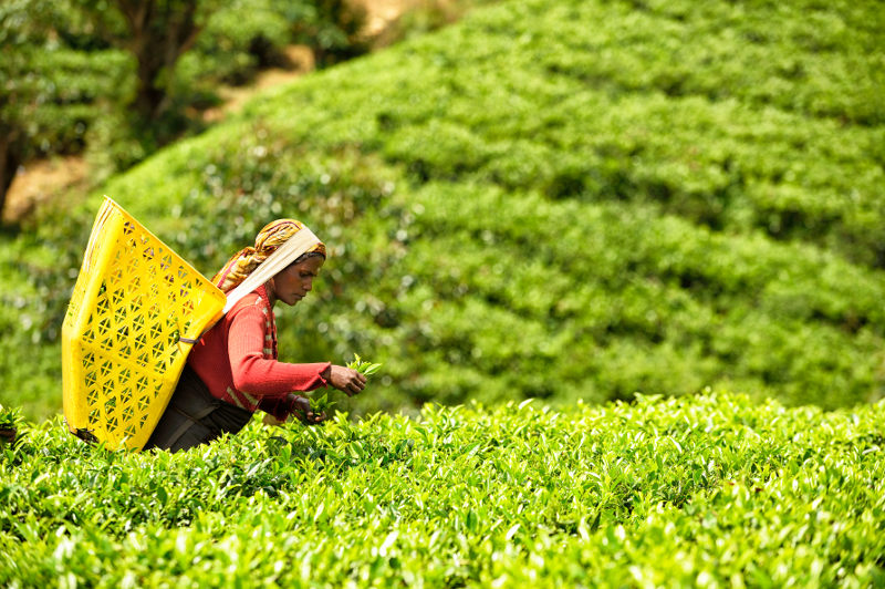woman picking tea in sri lanka