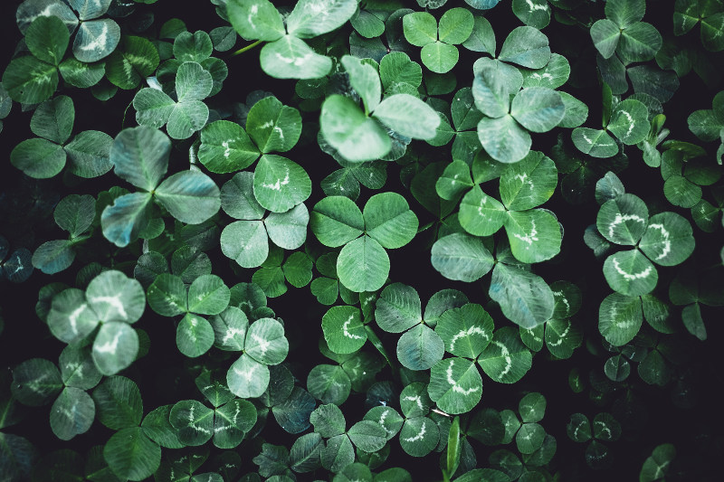 irish shamrock plant