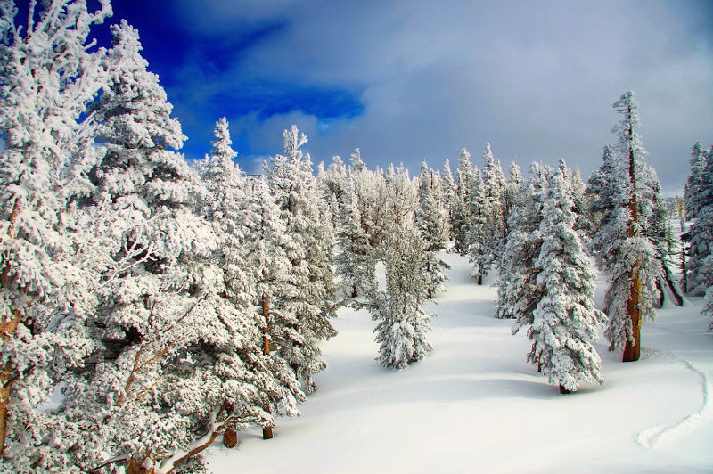 snowy landscape in california