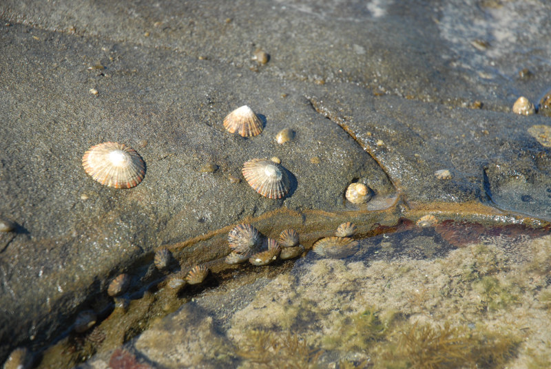 limpets in a rock pool at Iluka, new south wales