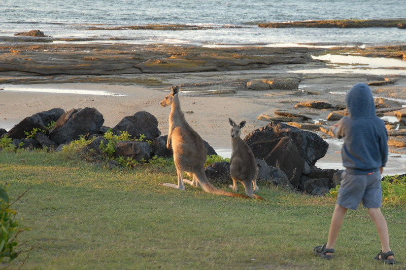 Wallabies at Woody Head, new south wales