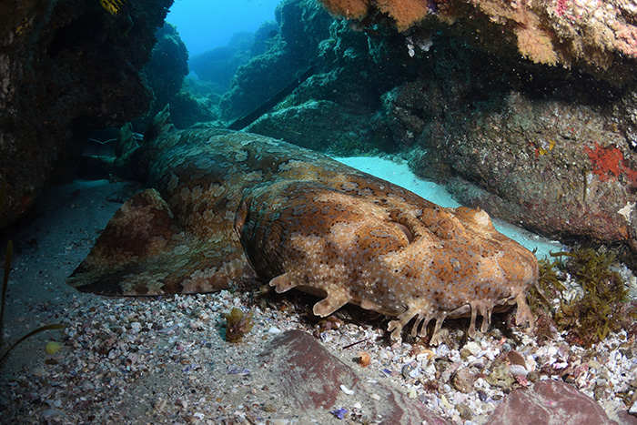 Keep your eyes peeled for a Wobbegong shark!
