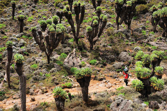 Kilimanjaro is so large that you climb through five distinct ecosystems.