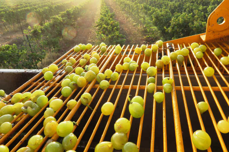 A machine picking grapes at a winery.