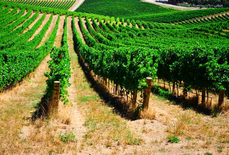 Winding vineyards set a picturesque scene in South Australia.