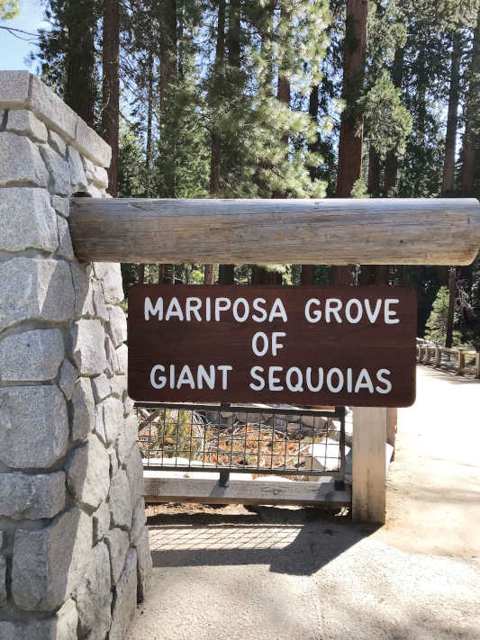 A wooden sign that reads "Mariposa grove of giant sequoias"