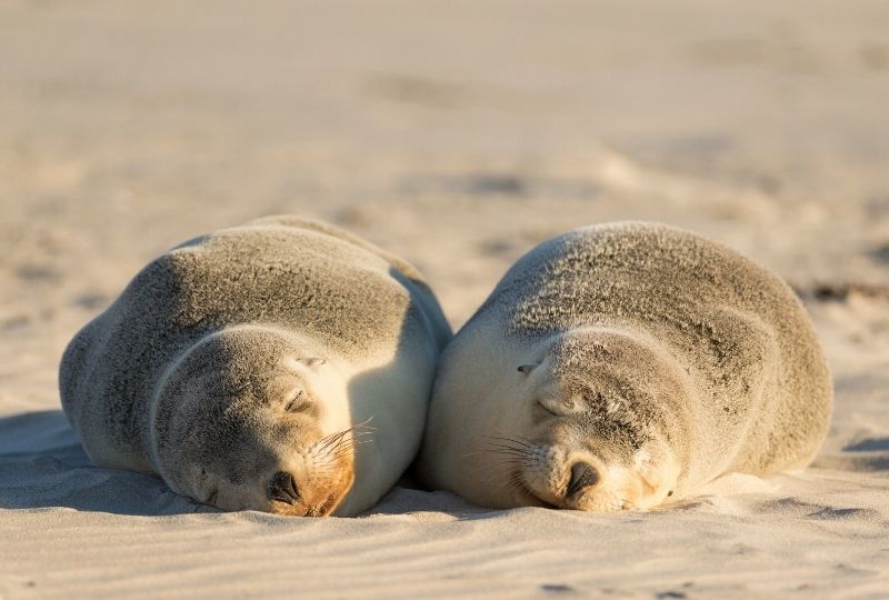 Sea lions at Seal Bay, Kangaroo Island