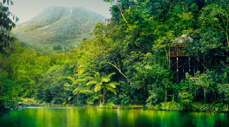 You're bound to feel like Tarzan or Jane in the treetops here. Photo: Silky Oaks.
