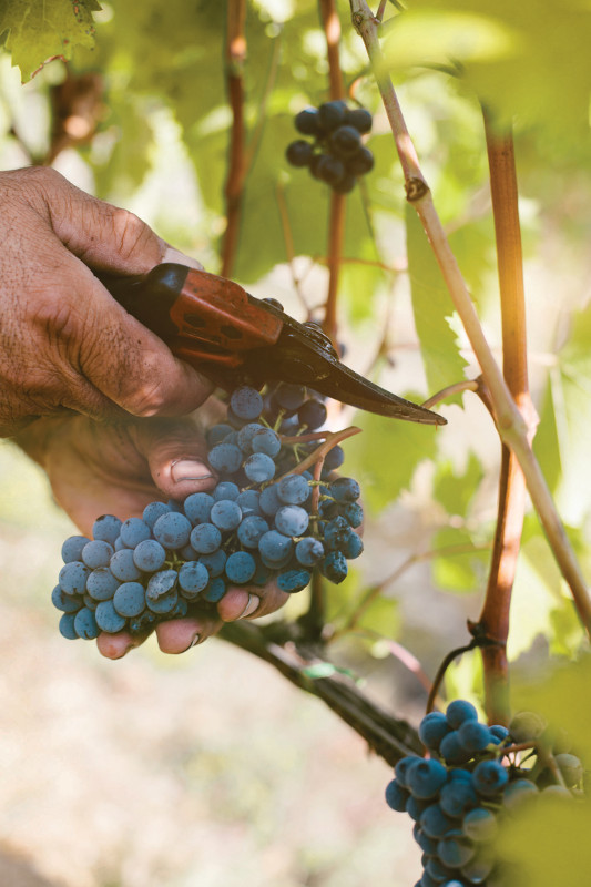 Close up of grapes in vineyard.
