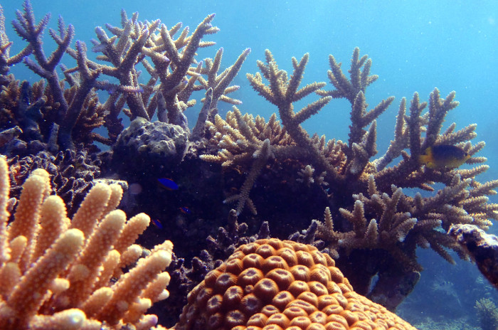 hard coral fiji