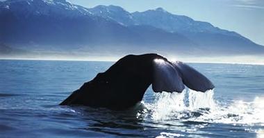 Whale watching aboard a wildlife cruise