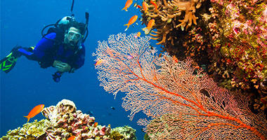 Explore the Reef