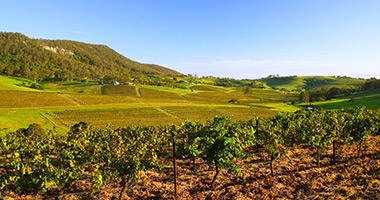 Hunter Valley Vineyard