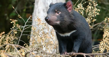 The endangered Tasmanian devil
