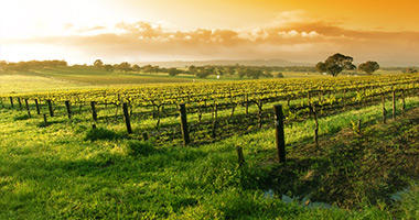Yarra Valley Vineyards