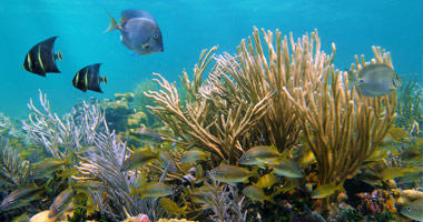 Polynesian Coral Reef