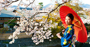 Enjoy the Springtime Cherry Blossoms