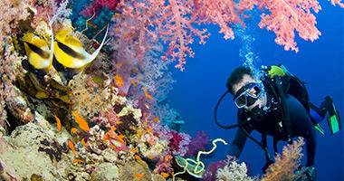 Head North to Explore the Reef
