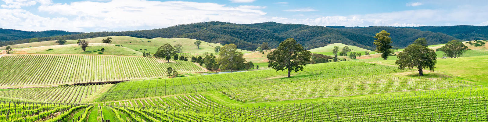 barossa valley vineyards