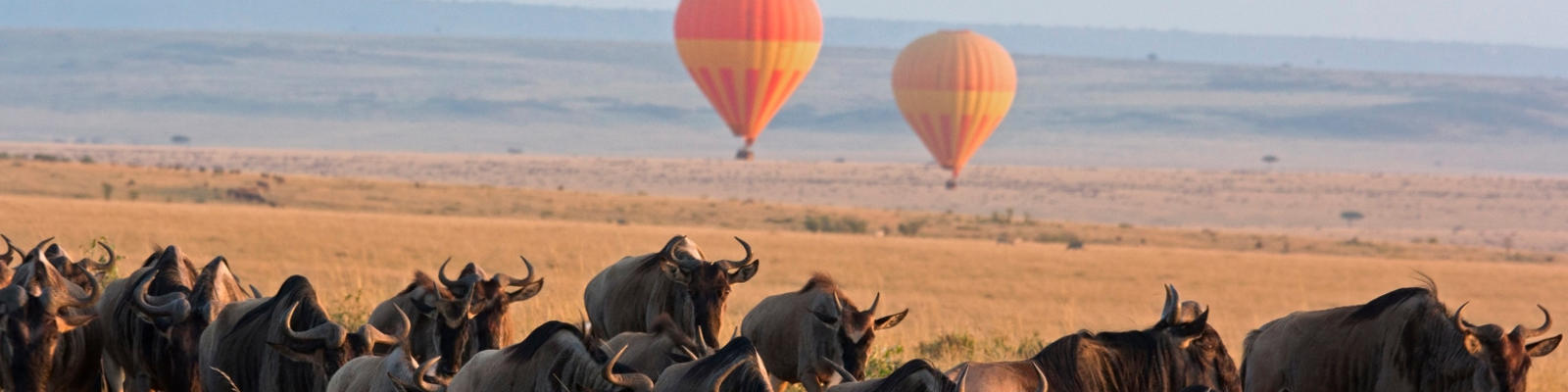 A herd of wildebeest walking across the desert with hot air balloons in the background