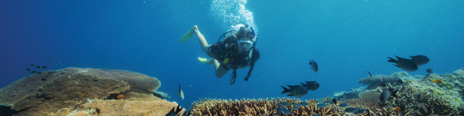 diving the great barrier reef