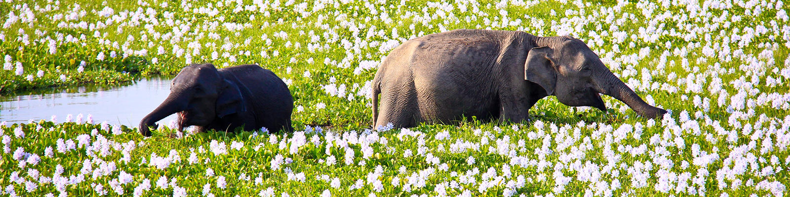 elephants on safari in sri lanka