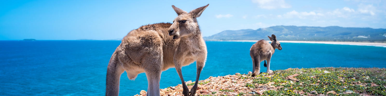 KANGAROO