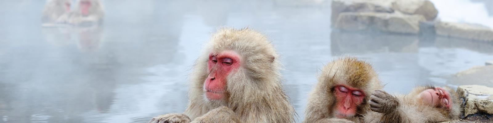 Snow Monkey standing on the edge of outdoor hot spring