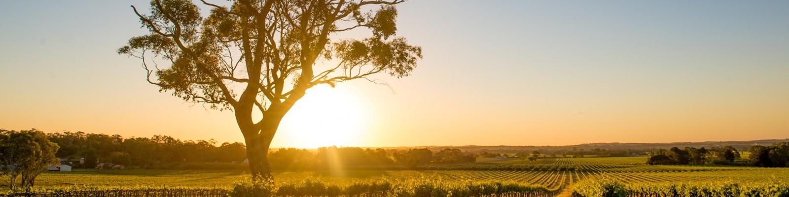 Vineyards Barossa Valley, Adelaide - Australia
