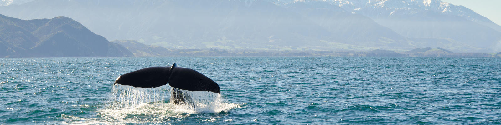 sperm whales are a highlight of visiting kaikoura on nz south island