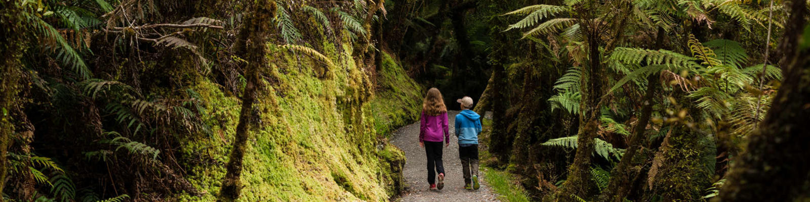 children walking through forest in new zealand