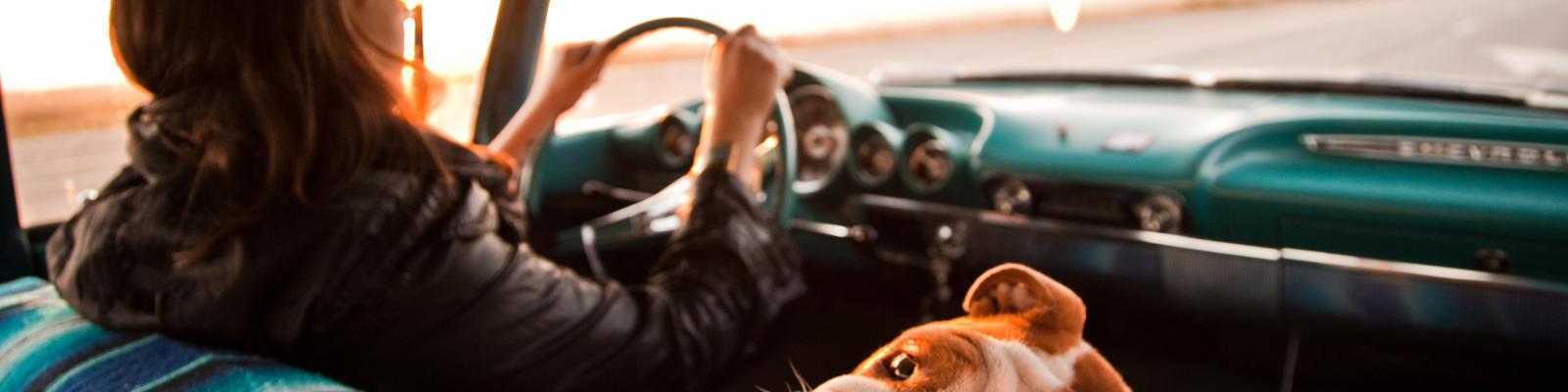 dog in passenger seat of car