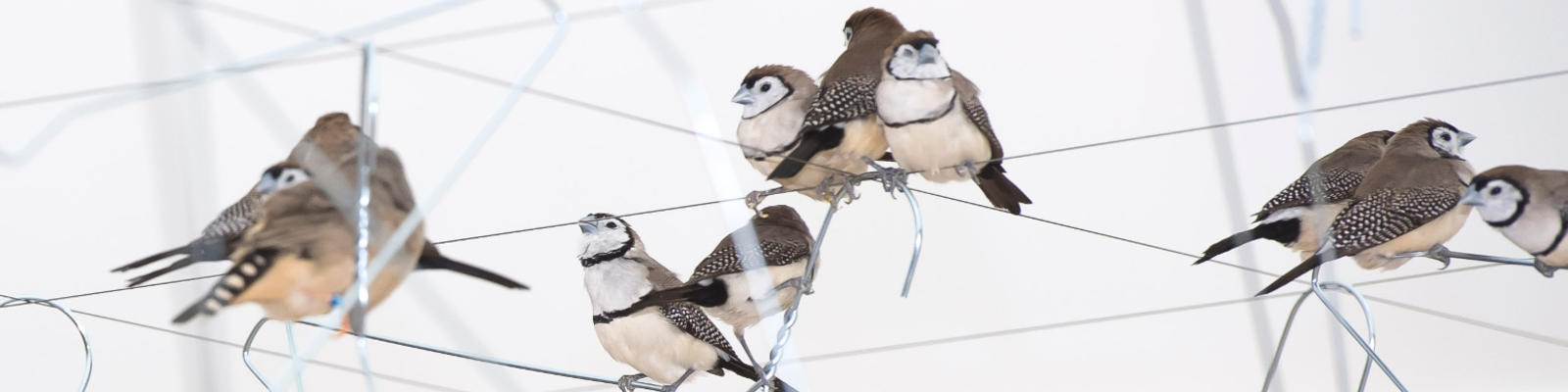 A close-up of finches on coathangers from Celeste Bourgier-Mougenot&#039;s artwork, From here to ear (v.13).