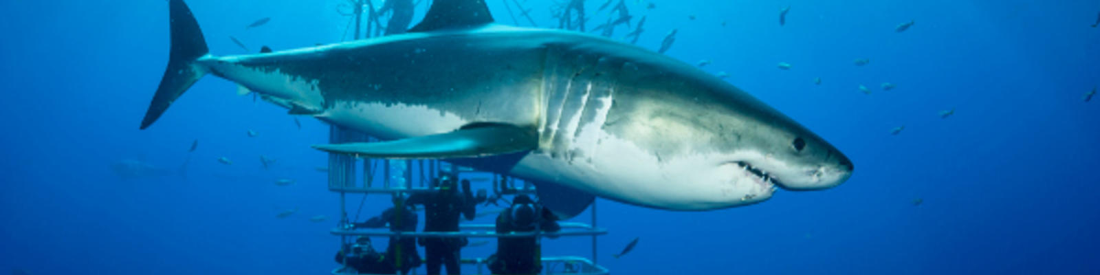 Diving With Sharks In South Australia