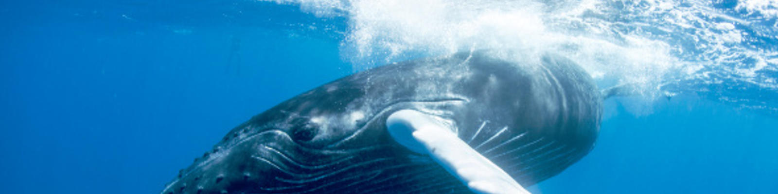 Did You Know You Can Swim With Whales In Hervey Bay
