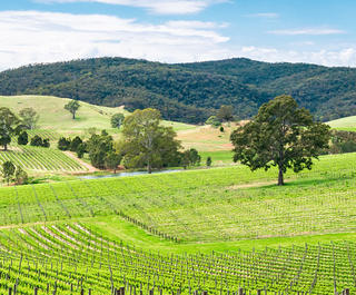 barossa valley vineyards