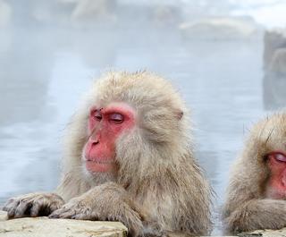 Snow Monkey standing on the edge of outdoor hot spring