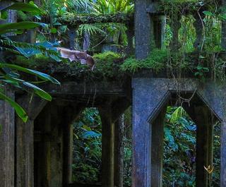Overgrown ruins in rainforest setting of Paronella Park, Queensand.