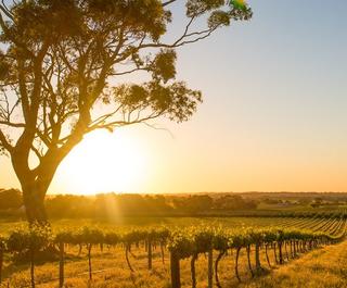 Vineyards Barossa Valley, Adelaide - Australia