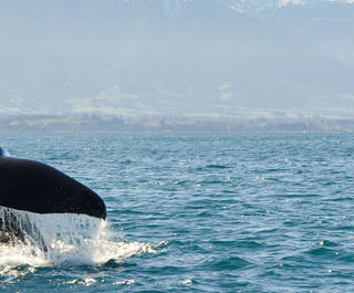 sperm whales are a highlight of visiting kaikoura on nz south island