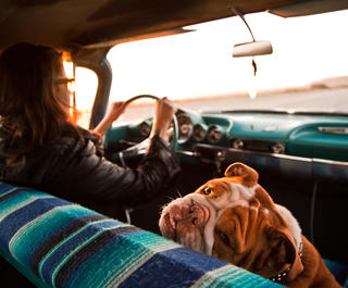 dog in passenger seat of car