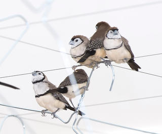 A close-up of finches on coathangers from Celeste Bourgier-Mougenot&#039;s artwork, From here to ear (v.13).