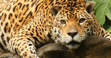 Choose a specialist in wildlife adventures