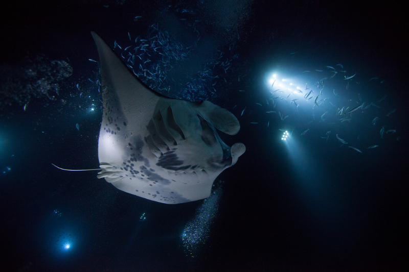 A manta ray shines in the light during a night dive off Kona, Hawaii.